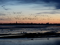 Swans and geese at Old Montrose as the sun rises