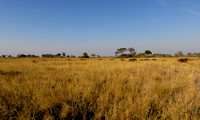 A herd of buffalo near Kwando Lagoon, Botswana