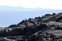 Basking iguanas on Fernandina.