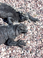 Marine iguanas basking on coral.