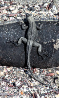 A lava lizard on an iguana.