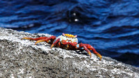 A Sallylightfoot crab.