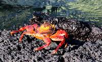 Two Sallylightfoot crabs.