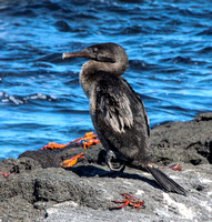 Flightless cormorant.
