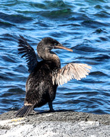 Flightless cormorant.