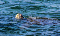 A sea turtle.