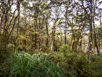 New England National Park