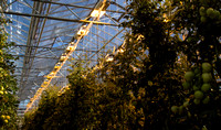 Tomatoes growing under lights and in heat generated by geothermal power.