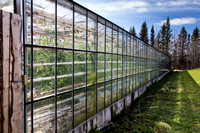 A glass house at the tomato farm.