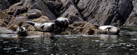 Common seals.