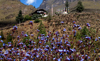 Pretty blue flowers at Tamchhog Lhakhang.