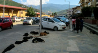 'Solar dogs' in Thimphu.