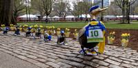 Duck Parade, Boston Public Garden.