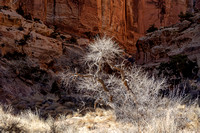 Capitol Reef National Park.