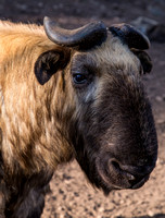 A takin, the Bhutanese national animal.