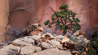 Capitol Reef National Park.