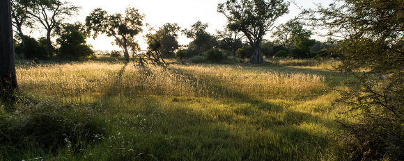Beautiful grasses caught in the morning sun.