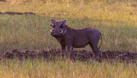 A warthog.