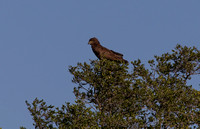 A brown snake-eagle.