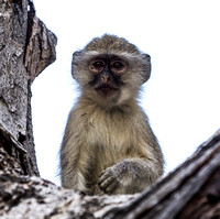 Vervet monkey.