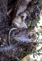 Vervet monkey.