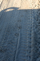 Fresh leopard tracks.