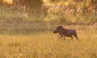 A trotting warthog.