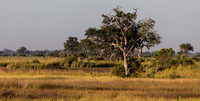 A passing elephant.