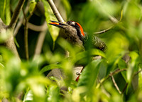 Black-cheeked woodpecker, Pooks Hill
