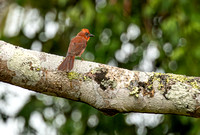 Red-throated ant-tanager, Pooks Hill.