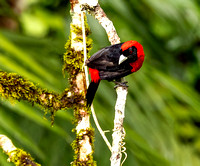 Crimson-collared tanager, Pooks Hill.