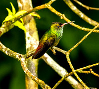 Rufous-tailed hummingbird, Pooks Hill.