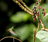 Rufous-tailed hummingbird, Pooks Hill.
