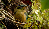 Lesson's motmot, Pooks Hill.