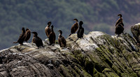 Cormorants.