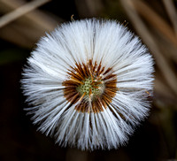 Islay seeds.