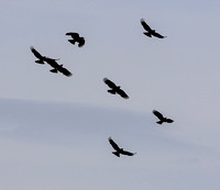 A flight of choughs.