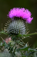 Thistle