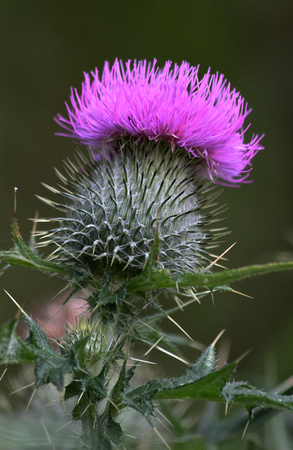 Thistle
