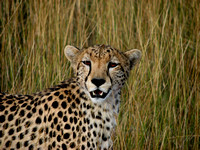 Kenya 2008