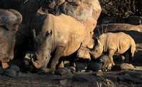 White rhinos, warthogs and helmeted guineafowl