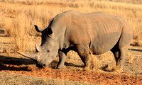 White rhinoceros