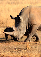 White rhinoceros and warthogs