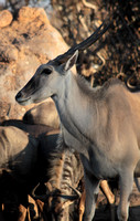 Eland