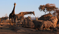 Giraffe, eland, white rhinos and helmeted guineafowl