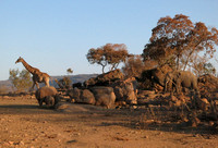 Evening comings and goings at the waterhole