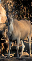 Eland