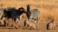 Burchell's zebra and warthogs