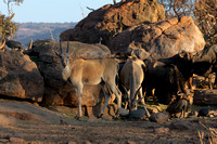 Early evening at the waterhole