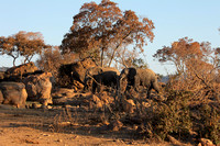 Elephants moving in to the waterhole
